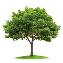 Green tree isolated on white background