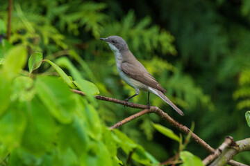 Spotted flycatcher in spring against a green background