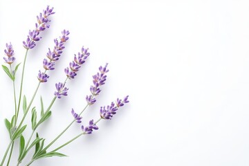 Naklejka premium Lavender flowers isolated on white background