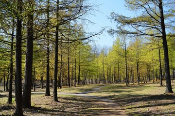 Fototapeta premium Tranquil path winding through vibrant green trees in a serene forest during springtime