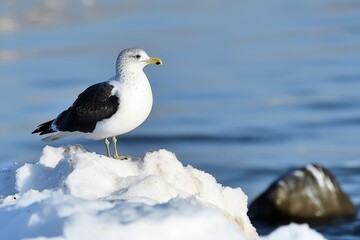 Fototapeta premium A solitary bird stands atop a snowy shore, gazing over the tranquil waters at sunrise