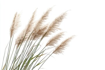 Fototapeta premium Ornamental grass isolated on white background