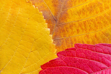 close up of yellow, orange and purple leaves