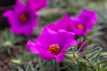 ピンク色の松葉牡丹（マツバボタン）の花