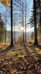 Naklejka premium Golden sunrise filters through trees in a serene autumn forest landscape