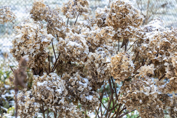 The withered inflorescences of a hydrangea are covered with snow.