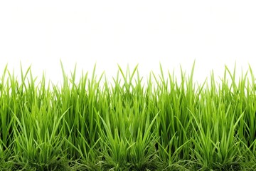 Obraz premium Symmetrical isolated reeds of grass on white background