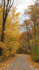 Obraz premium Beautiful autumn path winding through vibrant golden and red foliage in a tranquil forest