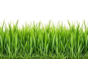 Fototapeta premium Symmetrical reeds of grass on white background