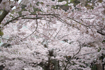 Fototapeta premium 鎌倉の花、桜、春、グリーン、大仏、寺