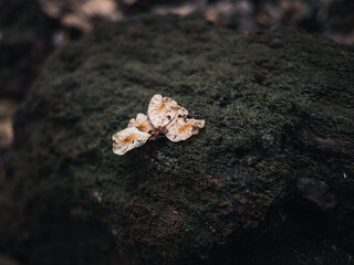Flower petal on a rock