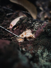 Flower petal on a rock