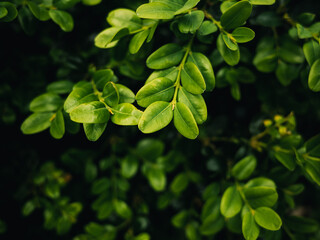 Fresh green plant leaves