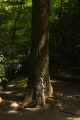 Naklejka premium 鎌倉の花、桜、春、グリーン、大仏、寺