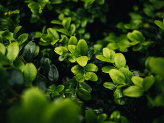 Fresh green plant leaves