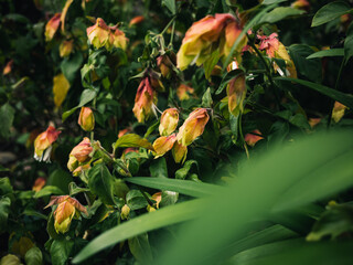 Flowers in the garden