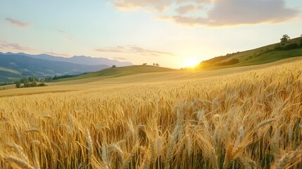 Obraz premium Stunning golden wheat fields stretching across rolling hills bathed in the warm glow of a picturesque sunset sky in a serene pastoral countryside landscape