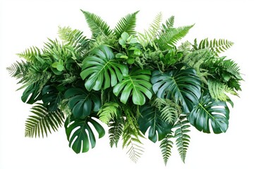 Tropical green leaves forest plant Monstera, fern, and climbing birds nest fern foliage plants floral