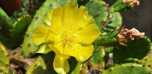 Close-up of yellow flowers of opuntia humifusa. Panorama.