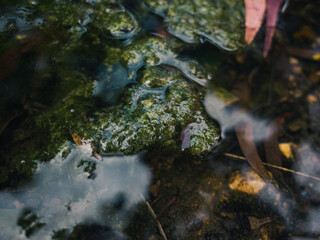 Pond with algae