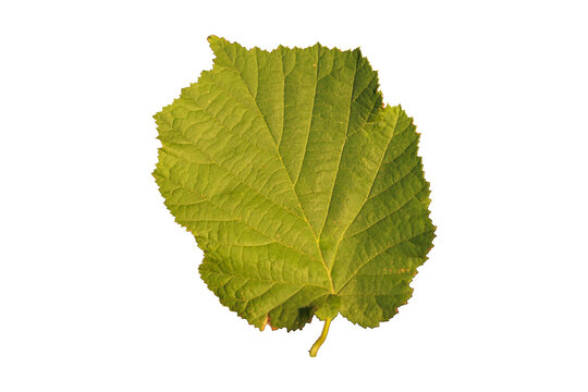 foglia color verde chiaro, col bordo seghettato e dalla forma ovale ed asimmetrica, scontornata su sfondo trasparente