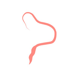 Whipworm Vector Illustration 