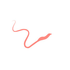 Whipworm Vector Illustration 