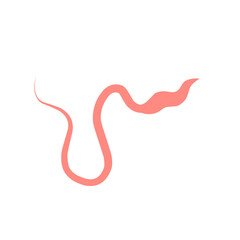 Whipworm Vector Illustration 