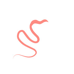 Whipworm Vector Illustration 