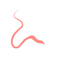 Obraz premium Whipworm Vector Illustration 