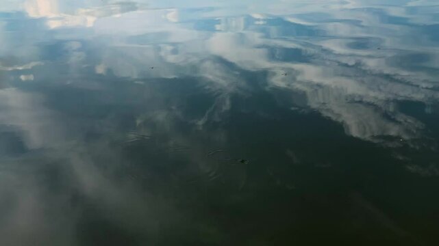 Water strider walking on the surface of calm water reflecting the sky and clouds.