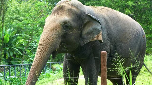 Close up shot of a stumpy Asian elephant, elephas maximus feeding on food using its trunk in the wildlife enclosure.