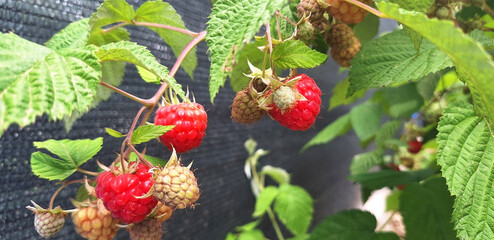 A branch with red raspberries grows along the fence. Panorama.