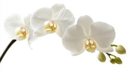 White orchid isolated on white
