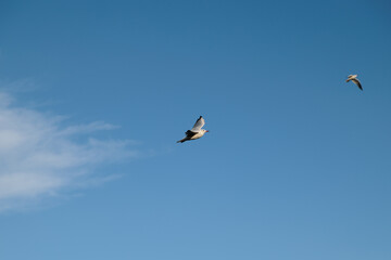 primo piano di alcuni uccelli che volano nel cielo azzurro e sereno di pomeriggio