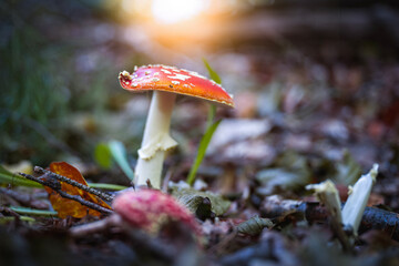 Fly agaric mushroom (Amanita muscaria) in the forest enlightened by the sun
