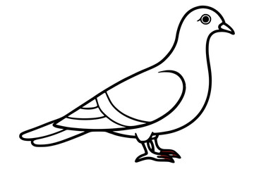 illustration of a pigeon