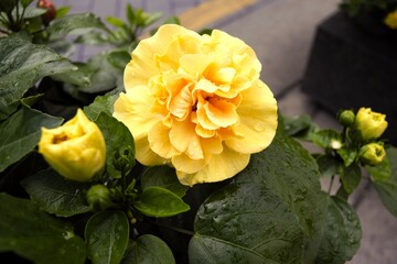 Yellow hibiscus flowers in Vietnam
