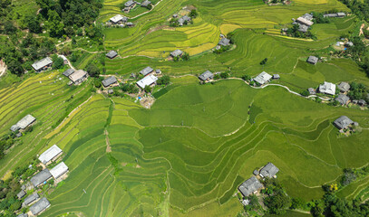 Rice ripening and harvesting season in Phung village, Hoang Su Phi, Ha Giang. Video shot in Ha...