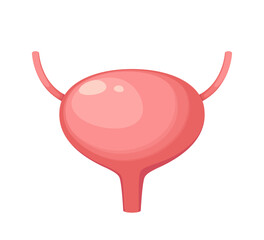 Bladder on a white background. A human organ. Vector illustration.
