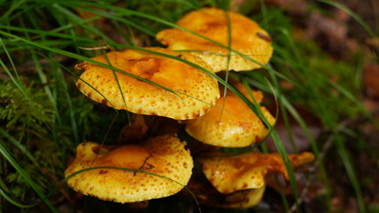   Pholiota limonella, fungus of the genus Pholiota. Mushroom in orange color, grows in the forest  ...