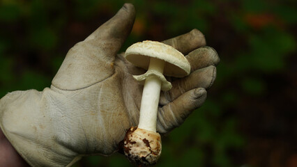   Mushroom (Amanita citrina) in the hands of a mushroom picker.
                    