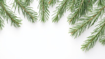 Obraz premium The Pine Branches on White