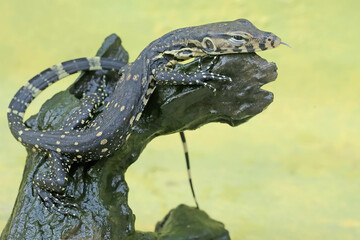 A baby salvator monitor lizard (Varanus salvator) is sunbathing on a bush before starting its daily activities. 