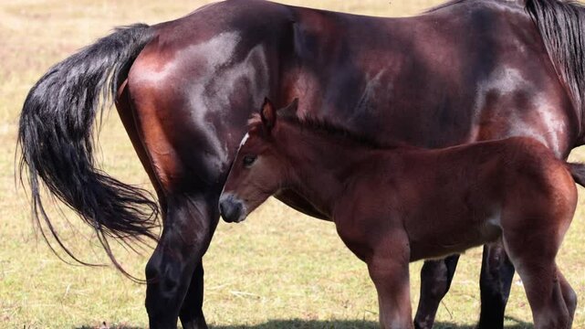 video in tempo reale dettagliato di un giovane puledro che se ne sta tranquillo a fianco a sua madre, in un campo in un ambiente naturale di campagna, di pomeriggio, in autunno