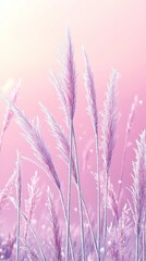 Fototapeta premium Frozen Grasses, Frost