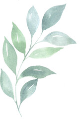 Watercolor green handpainted botanical leaf illustration