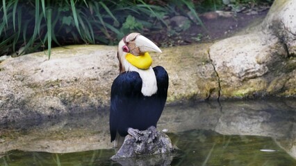 Portrait d'un calao festonné mâle, oiseau tropical, au zoo d'Amiens dans la Somme France © CHRISTINE