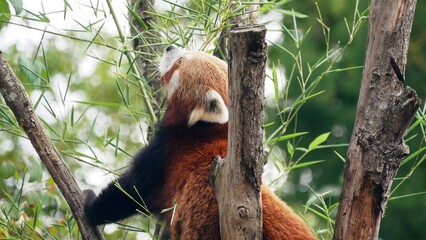 Portrait d'un panda roux perché dans un arbre au zoo d'Amiens dans la Somme. France