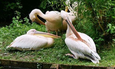 Portrait de pélican blanc au zoo d'Amiens dans la Somme France